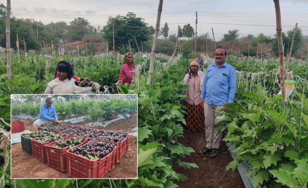 ಬದನೆಯಿಂದ ಲಕ್ಷಾಂತರ ಲಾಭ ಪಡೆದ ದೇವರಾಜ… ಒಂದು ದಿನಕ್ಕೆ ಒಂದು ಟನ್ ಇಳುವರಿ