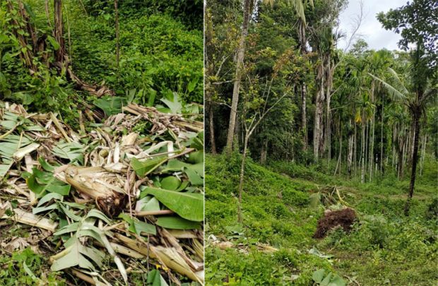 Kottigehara: ಮೇಯಲು ಕಟ್ಟಿ ಹಾಕಿದ್ದ ಹಸುವಿನ ಮೇಲೆ ಕಾಡಾನೆ ದಾಳಿ: ಹಸು ಸಾವು