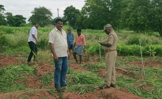 ಶುಂಠಿ ಬೆಳೆಗೂ ಕಳ್ಳರ ಕಾಟ… ಹೊಲದಲ್ಲಿ ಬೆಳೆದಿದ್ದ ಶುಂಠಿ ಕಳ್ಳತನ… ಕಂಗಾಲಾದ ರೈತ