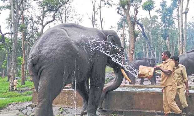 ದಸರಾ: ಆ.21ಕ್ಕೆ ಮೈಸೂರಿನತ್ತ ಗಜಪಯಣ?