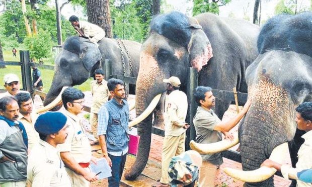 ಮಾಸಾಂತ್ಯಕ್ಕೆ ದಸರಾ ಆನೆಗಳ ಪಟ್ಟಿ ಸಿದ್ಧ: ಮಾಲತಿಪ್ರಿಯಾ