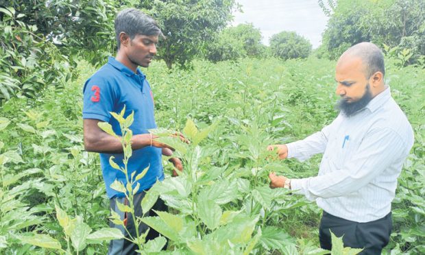 ರೇಷ್ಮೆ ಬೆಲೆ ಇಳಿಕೆ ಜತೆಗೆ ಹಿಪ್ಪುನೇರಳೆಗೆ ನುಸಿರೋಗ