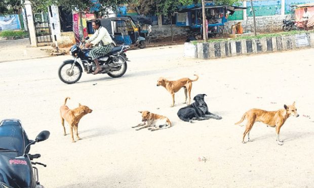 ನಾಯಿ, ಕೋತಿಗಳ ಕಾಟಕ್ಕೆ ಬೇಸತ್ತ ಗುಡಿಬಂಡೆ ಜನ!