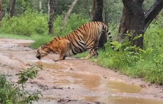 Bandipur: ಮಳೆ ನಡುವೆಯೂ ಹಳ್ಳದಲ್ಲಿ ನಿಂತ ನೀರು ಕುಡಿದು ಧಣಿವಾರಿಸಿಕೊಂಡ ಹುಲಿ