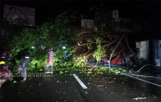 Karkala: ಬೃಹತ್ ಮರ ಉರುಳಿಬಿದ್ದು ಬೈಕ್ ಸವಾರ ಮೃತ್ಯು