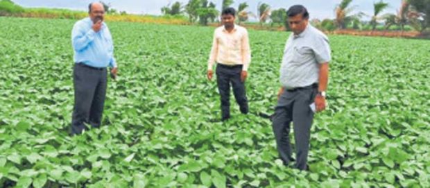 Bagalkot: ಜಿಲ್ಲೆಯಲ್ಲಿ 2.11 ಲಕ್ಷ ಹೆಕ್ಟೇರ್‌ ಪ್ರದೇಶದಲ್ಲಿ ಬಿತ್ತನೆ