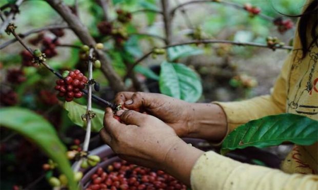 coffee seeds