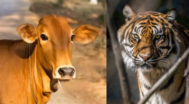 Cow To Replace Tiger As National Animal?