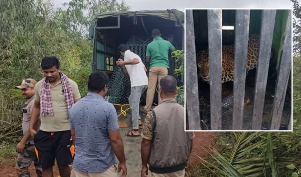 Leopard: ಬಿಕ್ಕೋನಹಳ್ಳಿಯ ಮಹಿಳೆಯನ್ನು ಕೊಂದ ಚಿರತೆ ಕೊನೆಗೂ ಸೆರೆ, ನಿಟ್ಟುಸಿರು ಬಿಟ್ಟ ಜನ