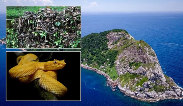 Snake Island: ಇದು ಹಾವುಗಳ ಸಾಮ್ರಾಜ್ಯ… ಈ ಪ್ರದೇಶವನ್ನು ಆಳುವುದೇ ಹಾವುಗಳು