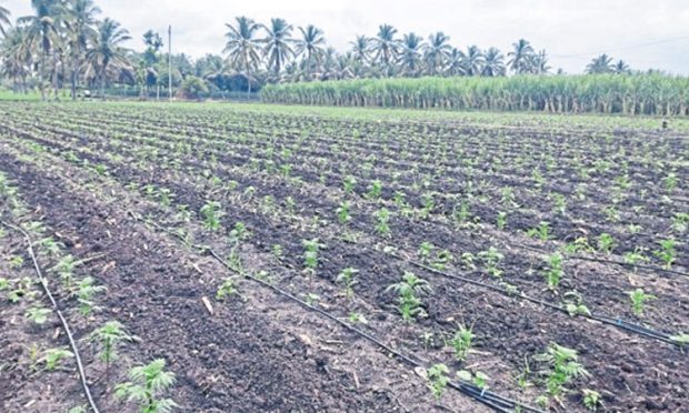 Agriculture: ಸಮಗ್ರ ಕೃಷಿಯಿಂದ ಸಿಗಲಿದೆ ಖುಷಿ