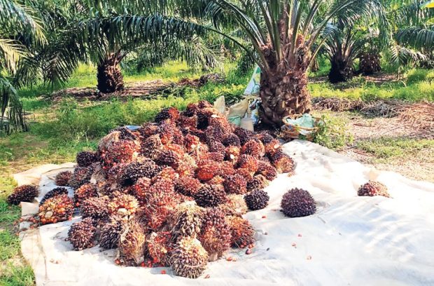 Agriculture; ಕರಾವಳಿಯ ರೈತರ ಕೈ ಹಿಡಿದ ತಾಳೆ ಬೆಳೆ: ವಾರ್ಷಿಕ 2 ಸಾವಿರ ಟನ್‌ ಉತ್ಪಾದನೆ