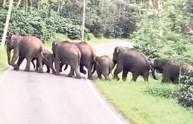 Madikeri ಮಾಲ್ದಾರೆಯಲ್ಲಿ ಆತಂಕ ಸೃಷ್ಟಿಸಿರುವ ಗಜ ಪರಿವಾರ