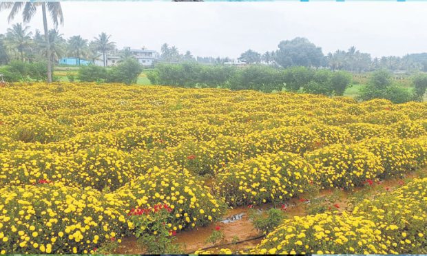 Sevanthi Crop: ಬೆಳೆಗಾರರ ಬದುಕನ್ನು ಘಮ್ಮೆನ್ನಿಸದ ಸೇವಂತಿ