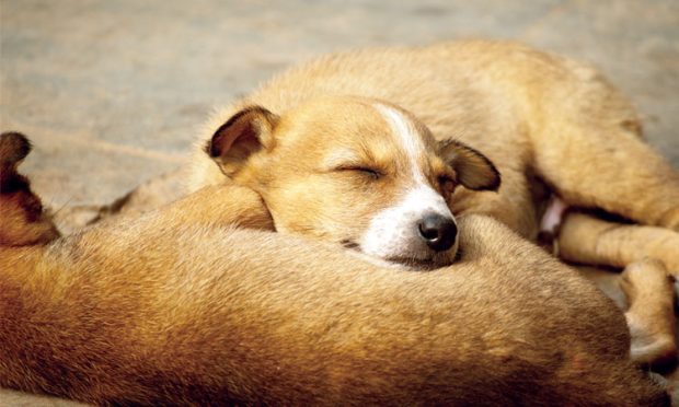 Stray dog, cats: ಪಾಪದ ಹೂಗಳು: ಬೀದಿ ನಾಯಿ,ಬೆಕ್ಕುಗಳ ಕರುಣಕಥೆ 