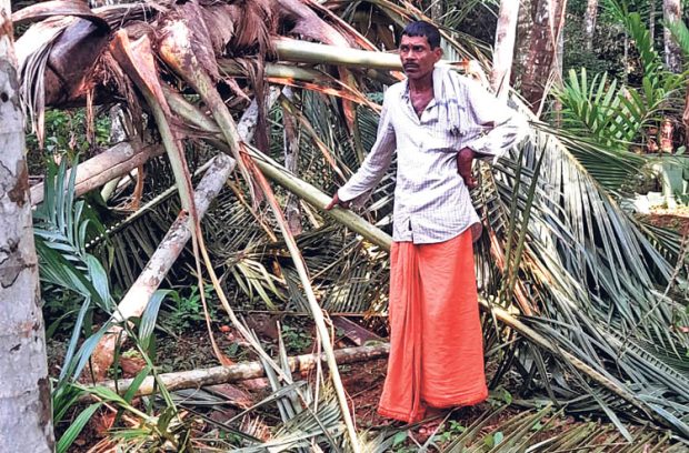 Sullia ಮತ್ತೆ ಕಾಡಾನೆ ದಾಳಿ, ಕೃಷಿ ನಾಶ