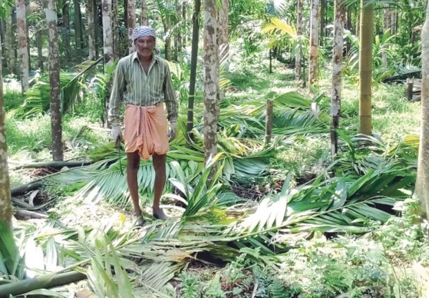 Madikeri ಕರಿಕೆಯಲ್ಲಿ ಕಾಡಾನೆಗಳ ಹಾವಳಿ: ತೋಟಗಳು ನಾಶ