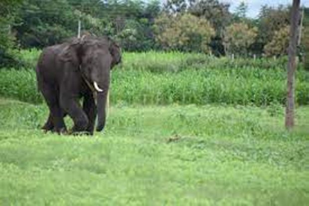 Belthangady ಕಡಿರುದ್ಯಾವರದಲ್ಲಿ ಮತ್ತೆ ಕಾಡಾನೆ ದಾಳಿ