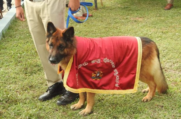 Police Dog: ಪೊಲೀಸ್ ಇಲಾಖೆಯಲ್ಲಿ 10 ವರ್ಷಗಳ ಕಾಲ ಸೇವೆ ಸಲ್ಲಿಸಿದ ಶ್ವಾನಕ್ಕೆ ಬೀಳ್ಕೊಡುಗೆ