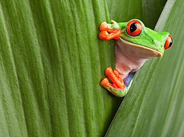 Frog: ಕಪ್ಪೆಗಳು ಸಾರ್‌ ಕಪ್ಪೆಗಳು