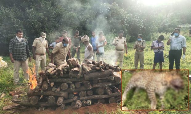 Kapu ಇನ್ನಂಜೆ : ಚಿರತೆಯ ಕಳೇಬರ ಪತ್ತೆ