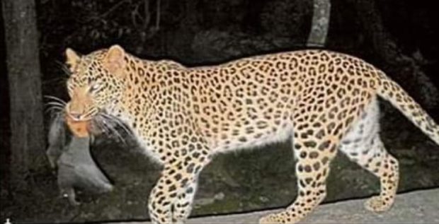 Leopard: ದೇವರಾಯನದುರ್ಗ ಅರಣ್ಯ ಪ್ರದೇಶದಲ್ಲಿ ಬಾವಲಿಯನ್ನು ಬೇಟೆಯಾಡಿದ ಚಿರತೆ