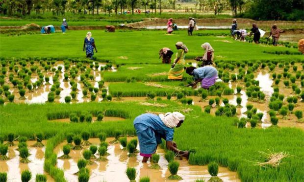 paddy farmers