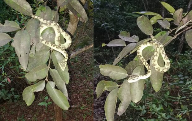 Bamboo Pit Viper: ಕಾಫಿನಾಡಿನಲ್ಲಿ ಅಪರೂಪದ ಬ್ಯಾಂಬೋ ಪಿಟ್ ವೈಫರ್ ಹಾವು ಪತ್ತೆ