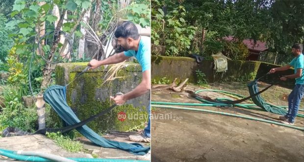 King cobra: ಸುಮಾರು 12 ಅಡಿ ಉದ್ದದ ಕಾಳಿಂಗ ಸರ್ಪ ಪ್ರತ್ಯಕ್ಷ