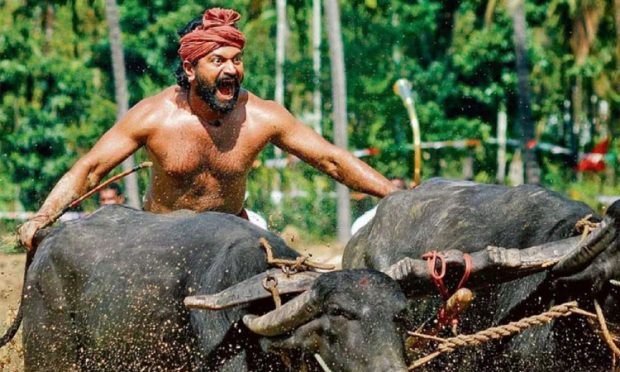 Kambala: ಕಾಂತಾರ ಮೂಲಕ ಕನ್ನಡಿಗರ ಮನಗೆದ್ದ ಕರಾವಳಿ ಕ್ರೀಡೆ