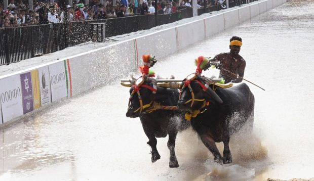 Bengaluru ಕಂಬಳಕ್ಕೆ ಅದ್ದೂರಿ ತೆರೆ: ಲಕ್ಷಾಂತರ ಜನರು ಭಾಗಿ