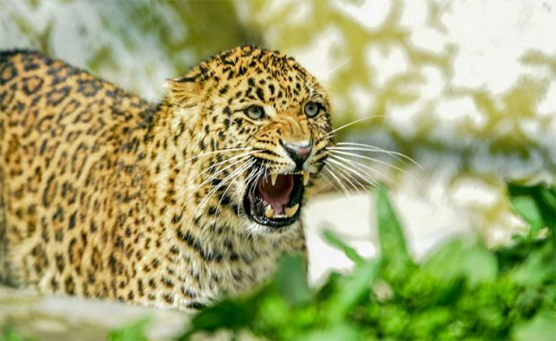 Leopard attack: ಹೆಲ್ಮೆಟ್‌ನಿಂದಾಗಿ ತಲೆ ಉಳಿಸಿಕೊಂಡ ವ್ಯಕ್ತಿ!