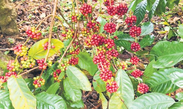 Coffee growers: ಅಕಾಲಿಕ ಮಳೆ ಕಾಫಿ ಬೆಳೆಗಾರರಲ್ಲಿ ಆತಂಕ