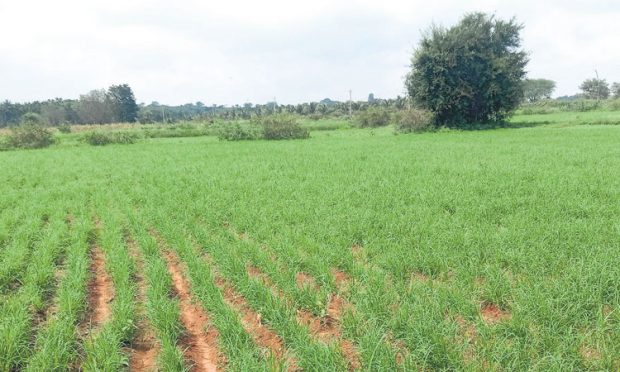 Farmers: ಹದ ಮಳೆಗೆ ದ್ವಿದಳ ಧಾನ್ಯ ಬೆಳೆ ಚೇತರಿಕೆ