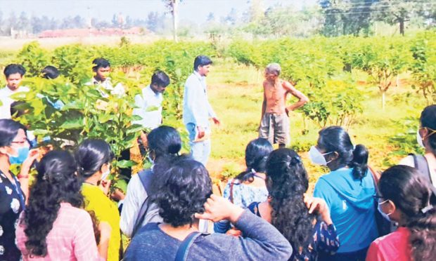 Agriculture: ಹಿಪ್ಪು ನೇರಳೆ ಕೃಷಿಯಲ್ಲಿ ಮರ ಪದ್ಧತಿ ಆವಿಷ್ಕರಿಸಿದ ರೈತನಿಗೆ ಸಿಗದ ಮನ್ನಣೆ