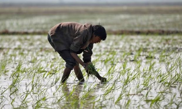 Crop loss compensation: ಬೆಳೆ ನಷ್ಟ ಪರಿಹಾರಕ್ಕೆ ಎಫ್ಐಡಿ ಕಡ್ಡಾಯ