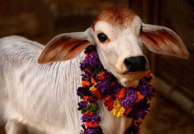 cowDeepavali ನ. 14ರಂದು ಮುಜರಾಯಿ ದೇಗುಲಗಳಲ್ಲಿ ಗೋಪೂಜೆ