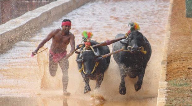 Kambala; 2023-24 ಸೀಸನ್ ನ ಮೊದಲ ಕಂಬಳ ಸಂಪನ್ನ; ಕಕ್ಯಪದವು ಕಂಬಳದ ಫಲಿತಾಂಶ ಇಲ್ಲಿದೆ