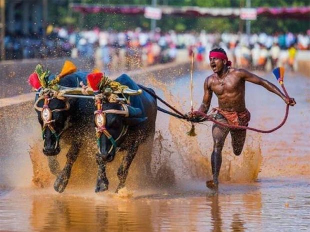 kambala