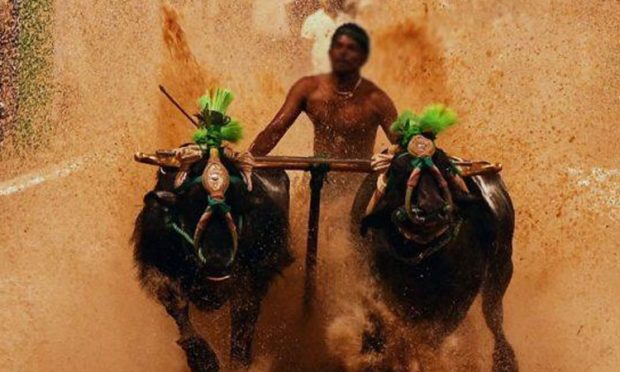 Bangalore kambala: ಸಿಲಿಕಾನ್‌ ಸಿಟಿಯಲ್ಲಿ ತುಳುನಾಡಿನ ಸೊಗಡು