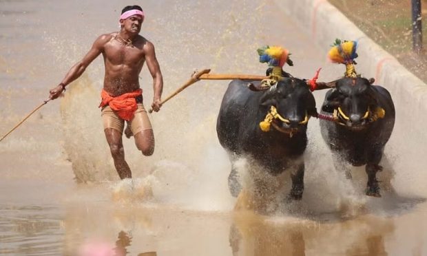 Bangalore kambala: ಮಾತೆರ್ಲ ಬಲೆ, ಎಂಜಾಯ್‌ ಮಲ್ಪುಗ… ಕಂಬಳಕ್ಕೆ ಗುರುಕಿರಣ್‌ ಆಹ್ವಾನ