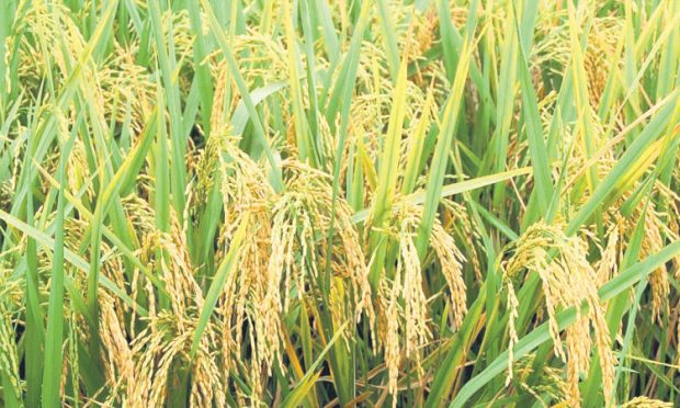 Rice rate: ಹೆಚ್ಚಿದ ಅಕ್ಕಿ ರೇಟು:ಭತ್ತ ಮಾರಾಟಕ್ಕೆ ಹಿಂದೇಟು!