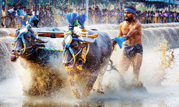 Bengaluru Kambala: ಬೆಂಗಳೂರಿಗೂ ಕಾಲಿಟ್ಟ ಕಂಬಳ