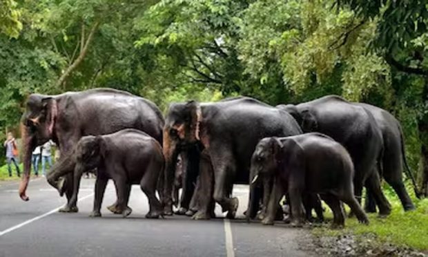 ELEPHANT HINDU