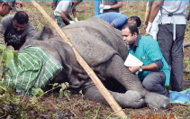 Wildlife Doctors: ರಾಜ್ಯದಲ್ಲಿ ಇರೋದು ಕೇವಲ ನಾಲ್ವರು ವನ್ಯಜೀವಿ ವೈದ್ಯರು!