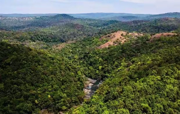 jamboli forest