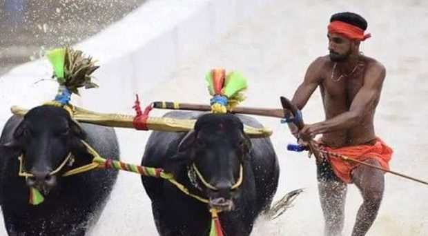 Baradi Kambala: 3 ವಿಭಾಗದಲ್ಲಿ ಪ್ರಶಸ್ತಿ ಗೆದ್ದ ಕೃತಿಕ್ ಗೌಡ; ಇಲ್ಲಿದೆ ಫಲಿತಾಂಶ ಪಟ್ಟಿ