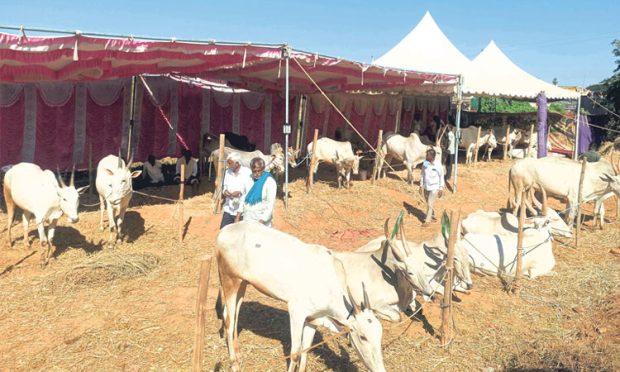 Ghati Subramanya cattle fair: ಘಾಟಿ ಜಾತ್ರೆಯಲ್ಲಿ ಜೋಡೆತ್ತಿಗೆ 9 ಲಕ್ಷ ರೂ.!