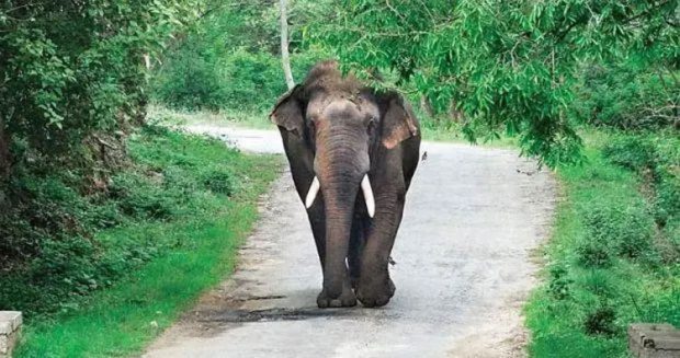 Madikeri ಕಾಡಾನೆ ದಾಳಿ: ಕಾರ್ಮಿಕ ಮಹಿಳೆಗೆ ಗಂಭೀರ ಗಾಯ