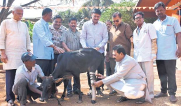 ಹುಬ್ಬಳ್ಳಿ: ಹಸುವಿನ ಕರುವಿಗೆ ಕೃತಕ ಕಾಲು ಯಶಸ್ವಿ ಜೋಡಣೆ